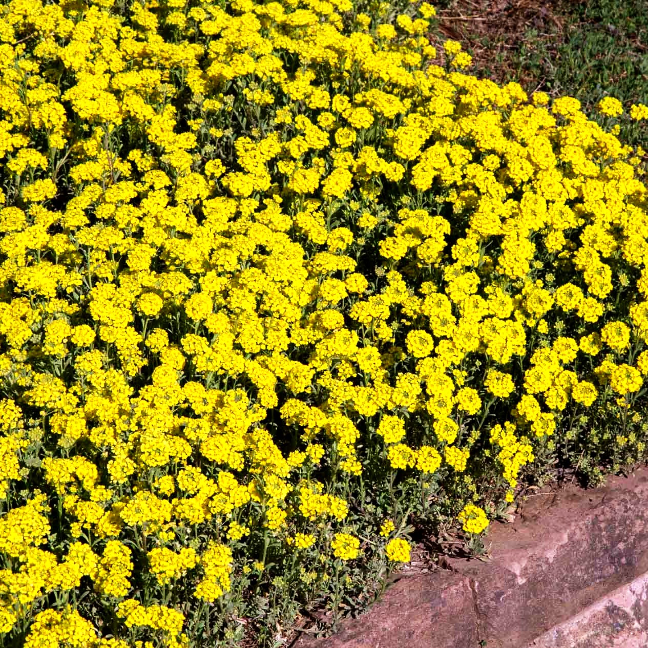 Berg-Steinkraut 'Berggold' (Alyssum montanum)