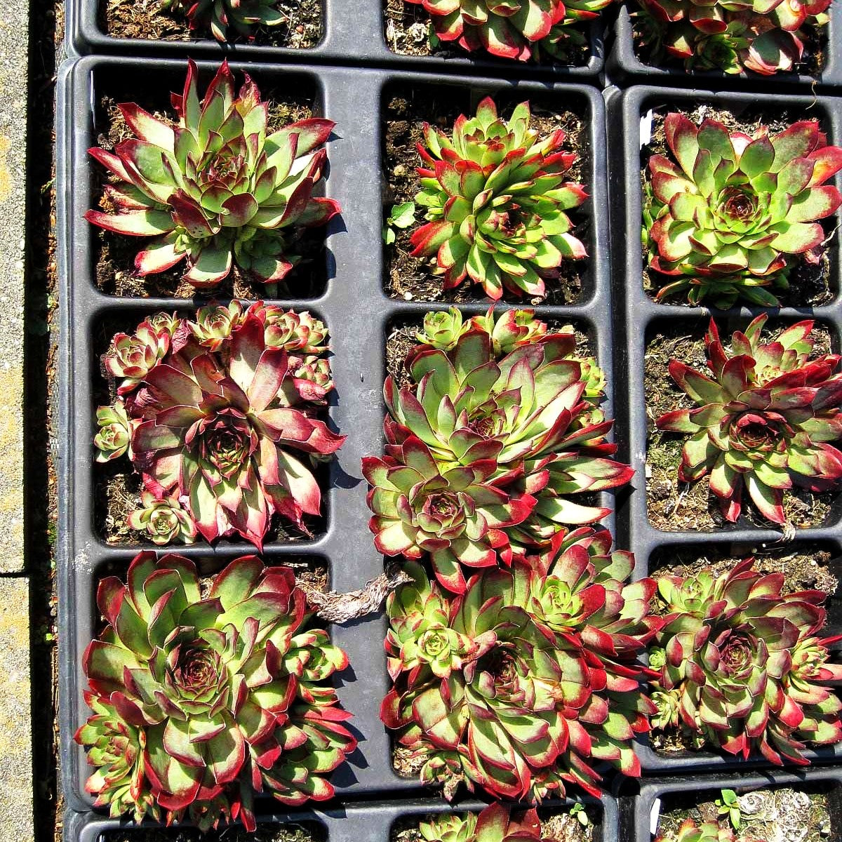Berg-Steinrose (Sempervivum montanum)