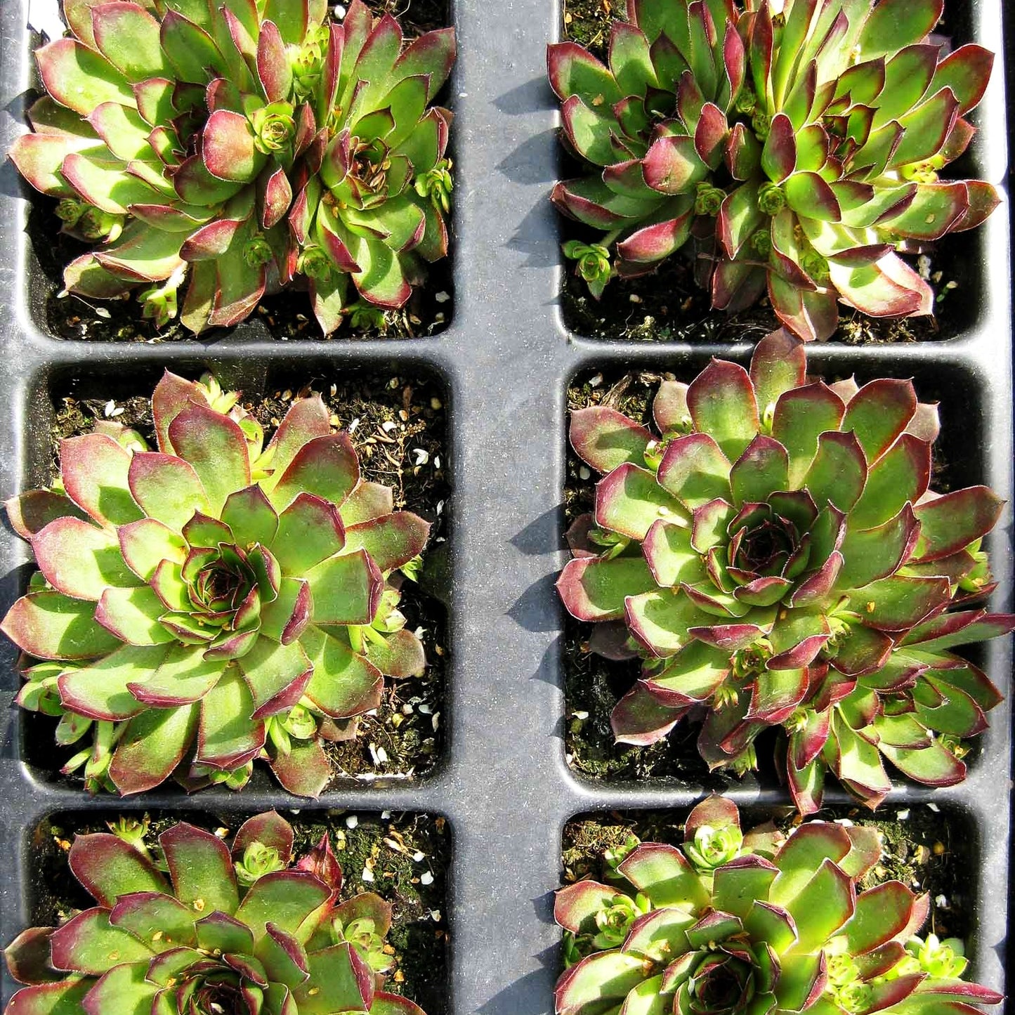 Berg-Steinrose (Sempervivum montanum)