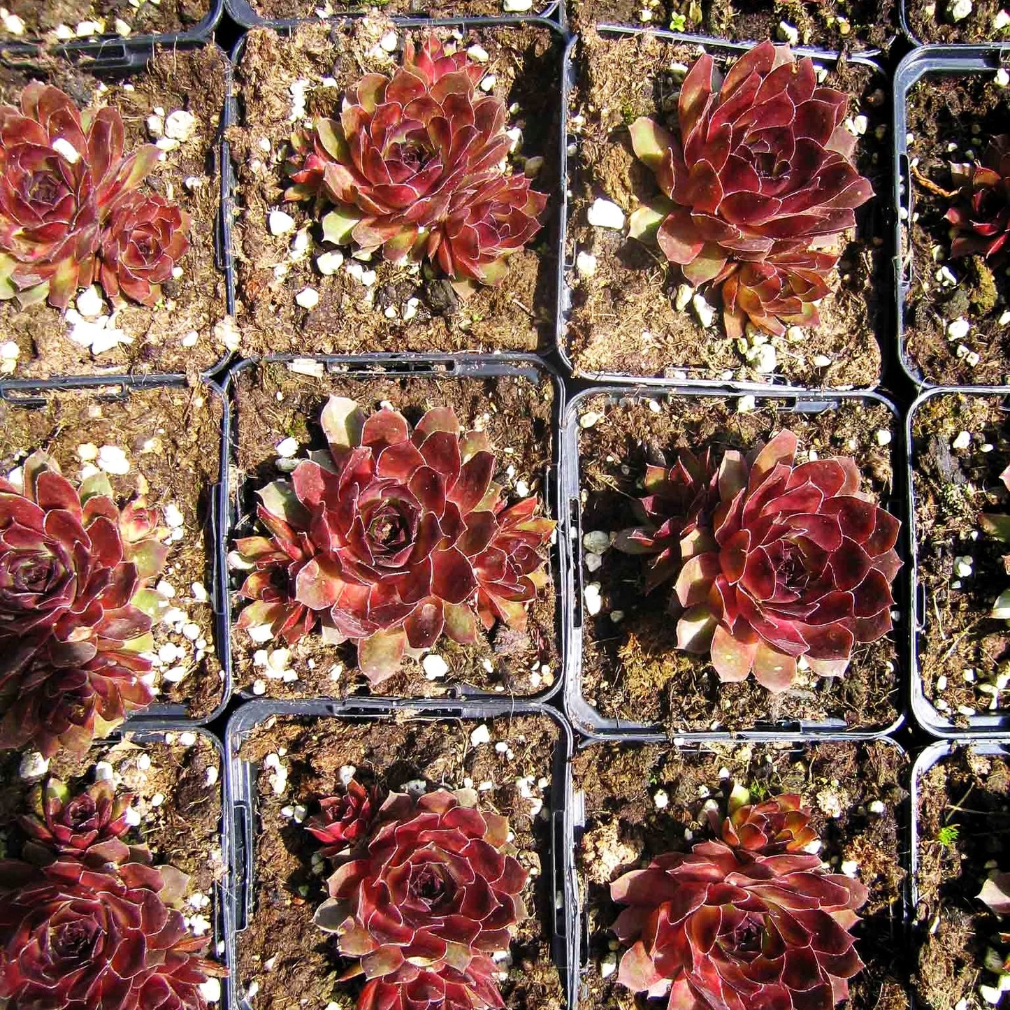 Berg-Steinrose (Sempervivum montanum)