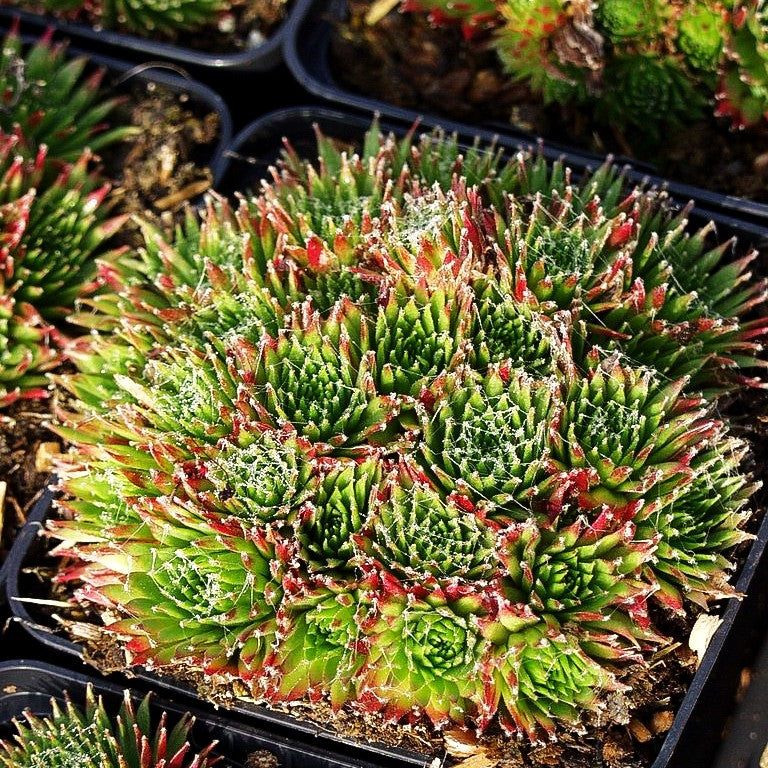 Berg-Steinrose (Sempervivum montanum)