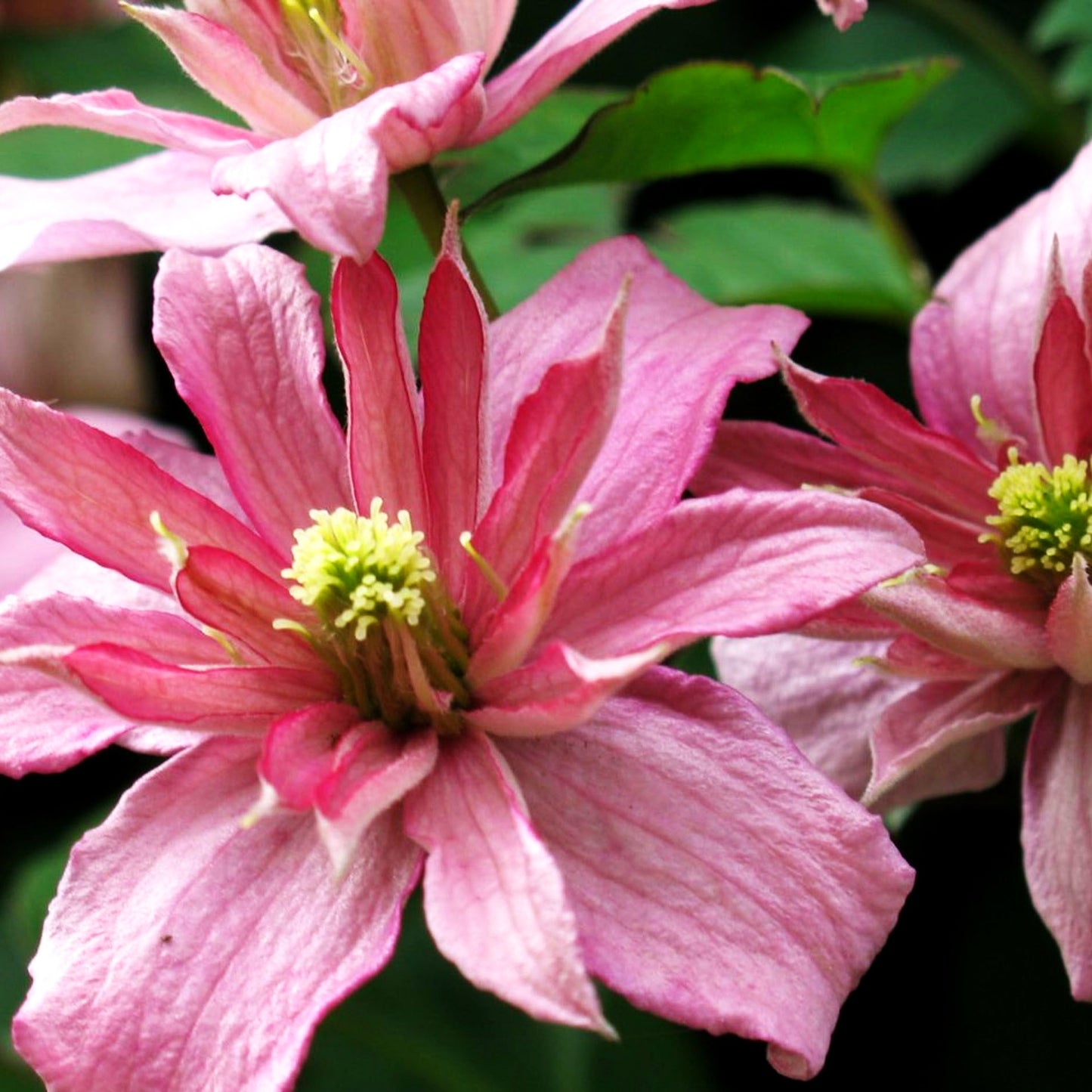 Berg-Waldrebe 'Broughton Star' (Clematis montana)