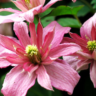 Berg-Waldrebe 'Broughton Star' (Clematis montana)