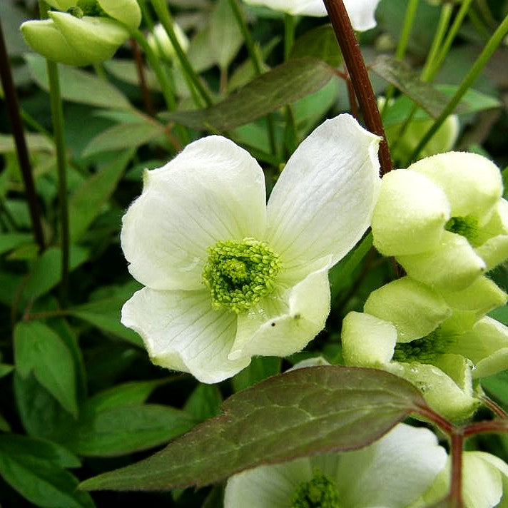 Berg-Waldrebe 'Elten' (Clematis montana)