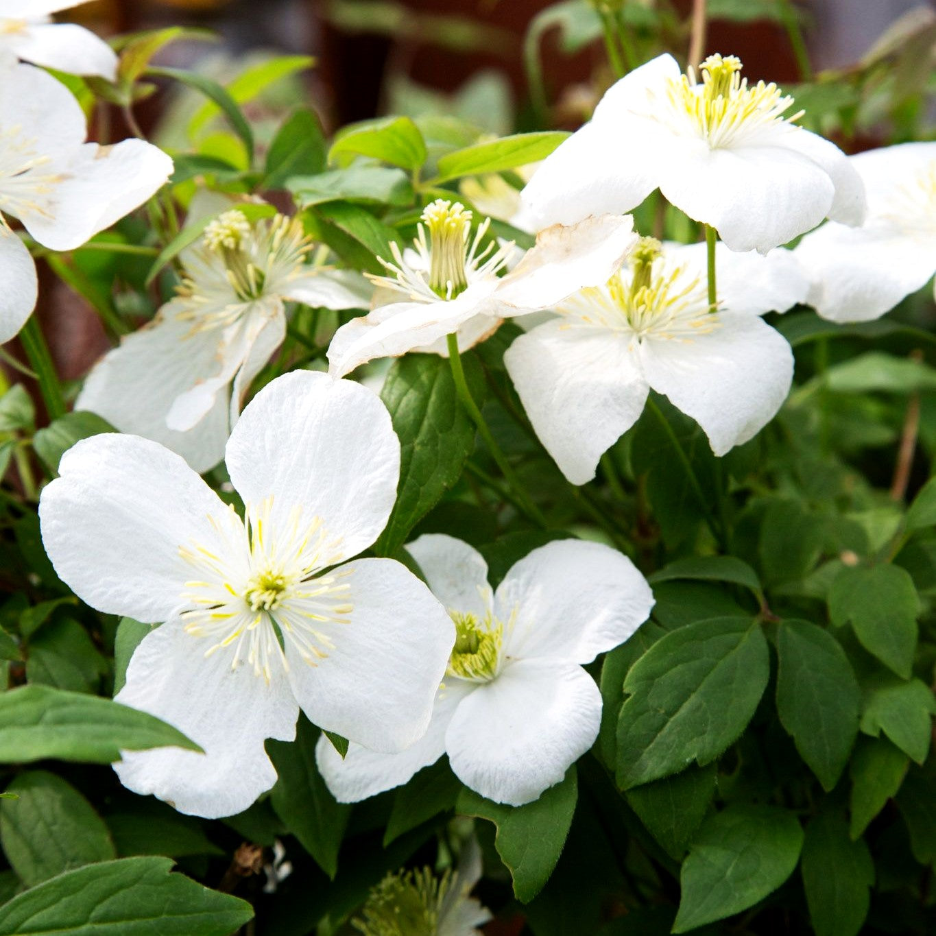 Berg-Waldrebe 'Elten' (Clematis montana)