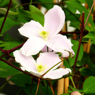 Berg-Waldrebe 'Fragrant Spring' (Clematis montana)