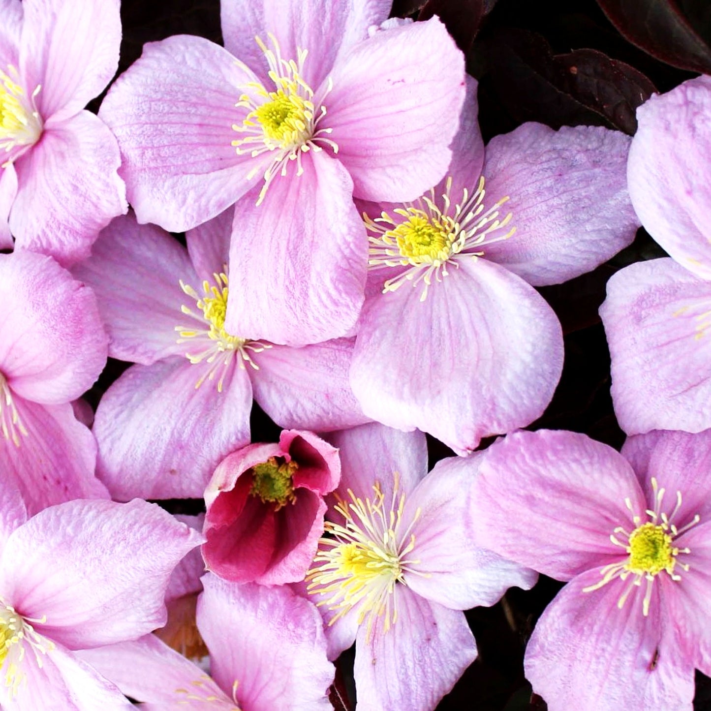 Berg-Waldrebe 'Fragrant Spring' (Clematis montana)