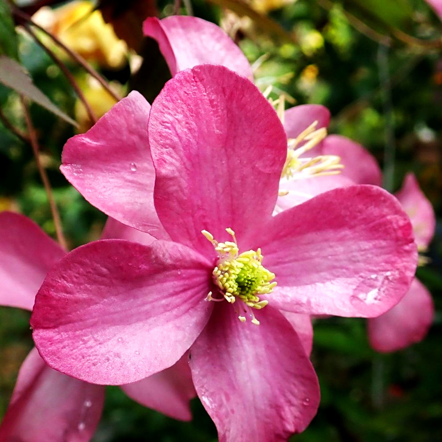 Berg-Waldrebe 'Freda' (Clematis montana)