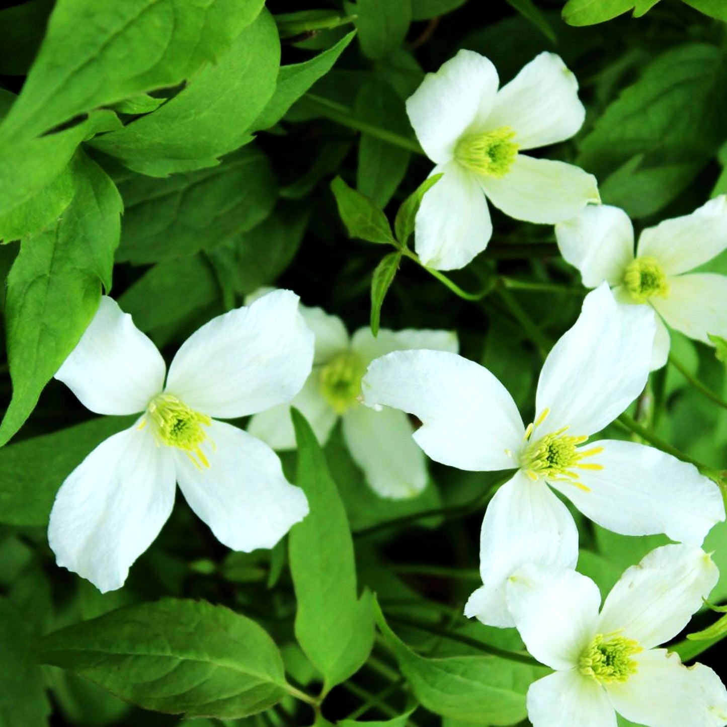 Berg-Waldrebe 'Grandiflora' (Clematis montana)