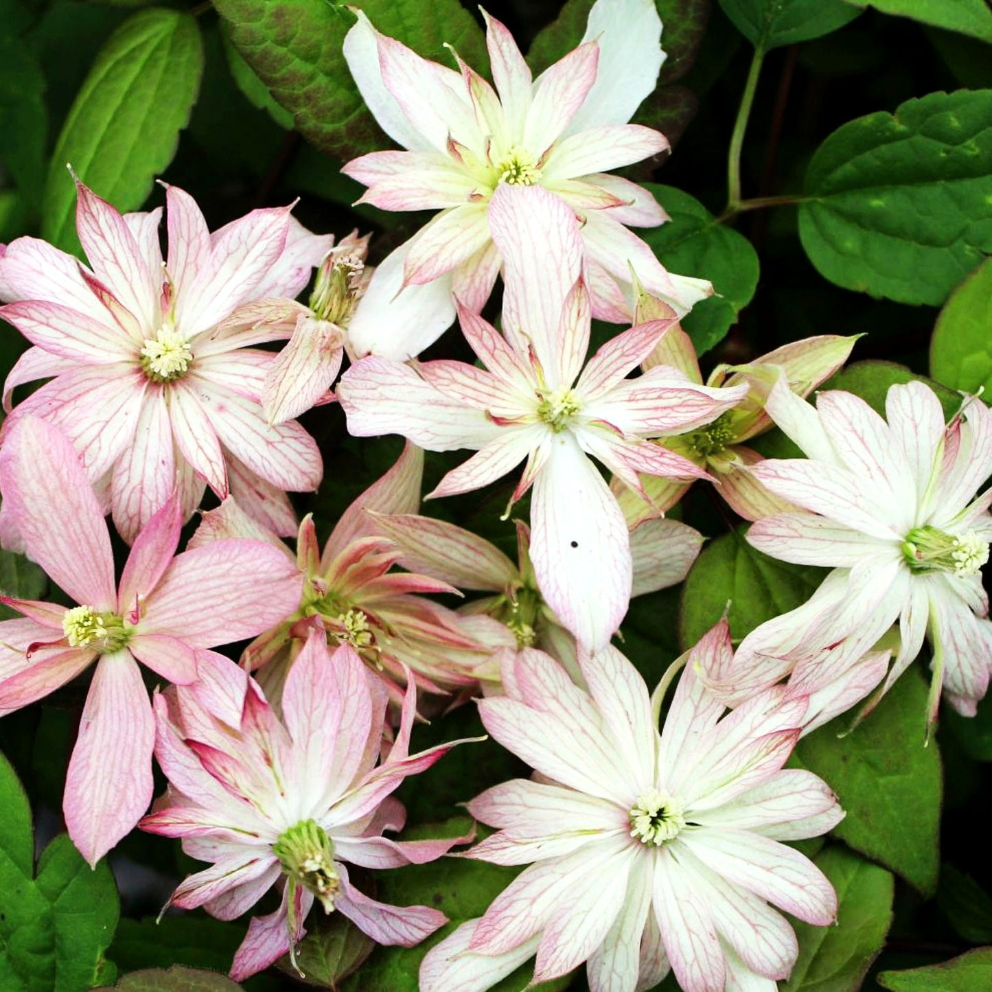 Berg-Waldrebe 'Marjorie' (Clematis montana)