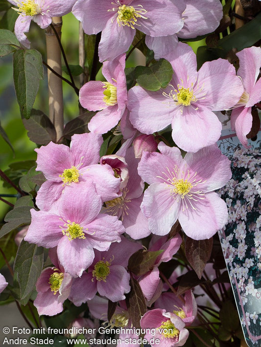Berg-Waldrebe 'Mayleen' (Clematis montana)