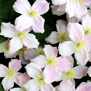 Berg-Waldrebe 'Mayleen' (Clematis montana)