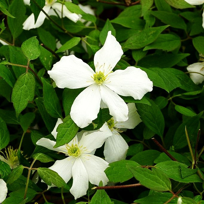 Berg-Waldrebe 'Spring Joy' (Clematis montana)