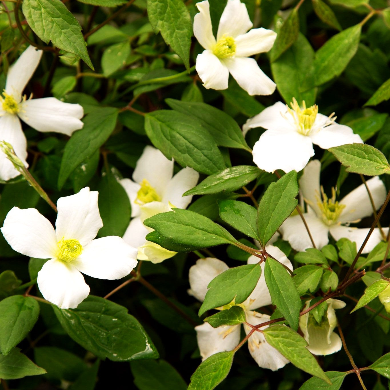 Berg-Waldrebe 'Spring Joy' (Clematis montana)