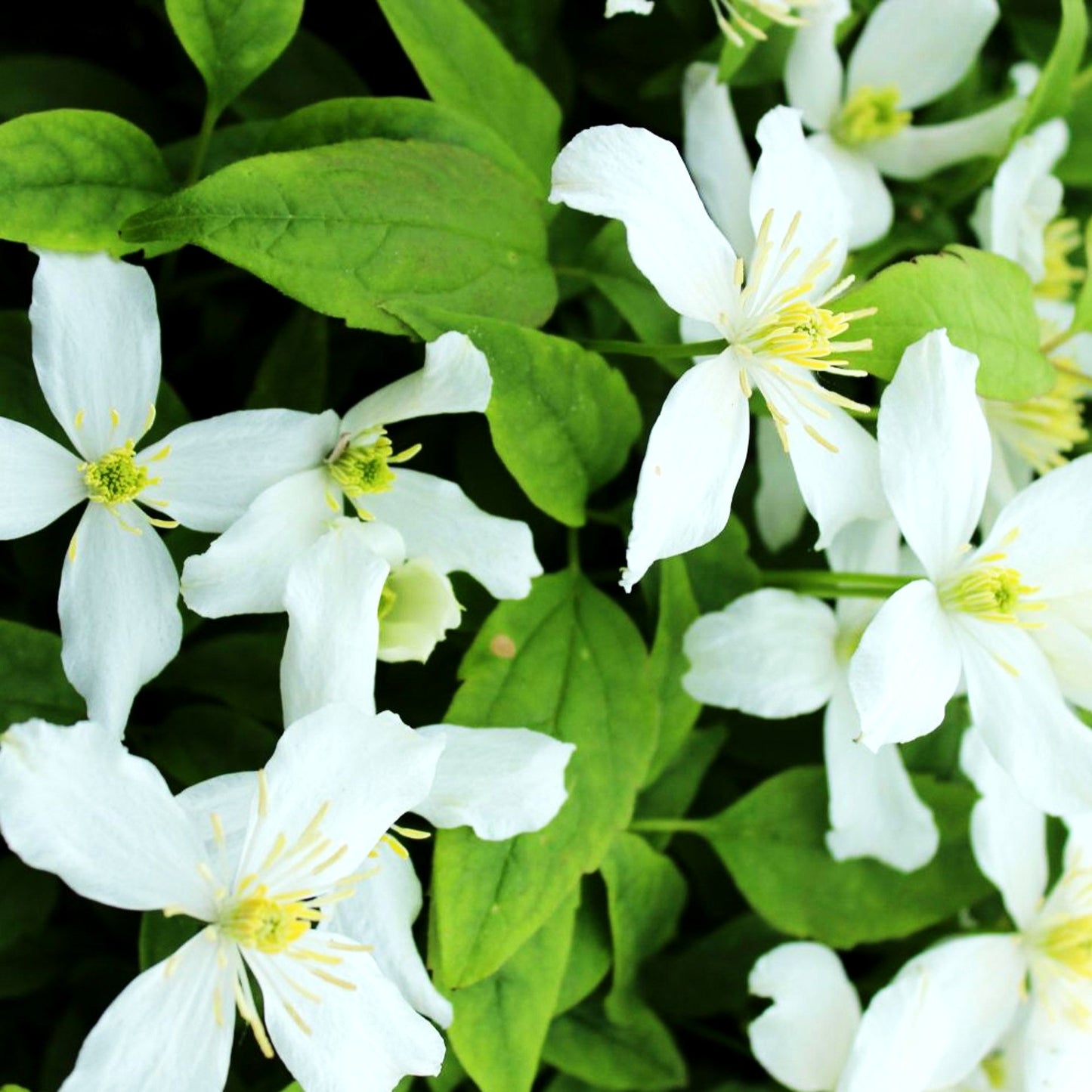 Berg-Waldrebe 'Superba' (Clematis montana)