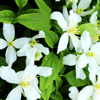Berg-Waldrebe 'Superba' (Clematis montana)
