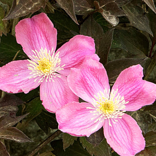 Berg-Waldrebe 'Tetrarose' (Clematis montana)