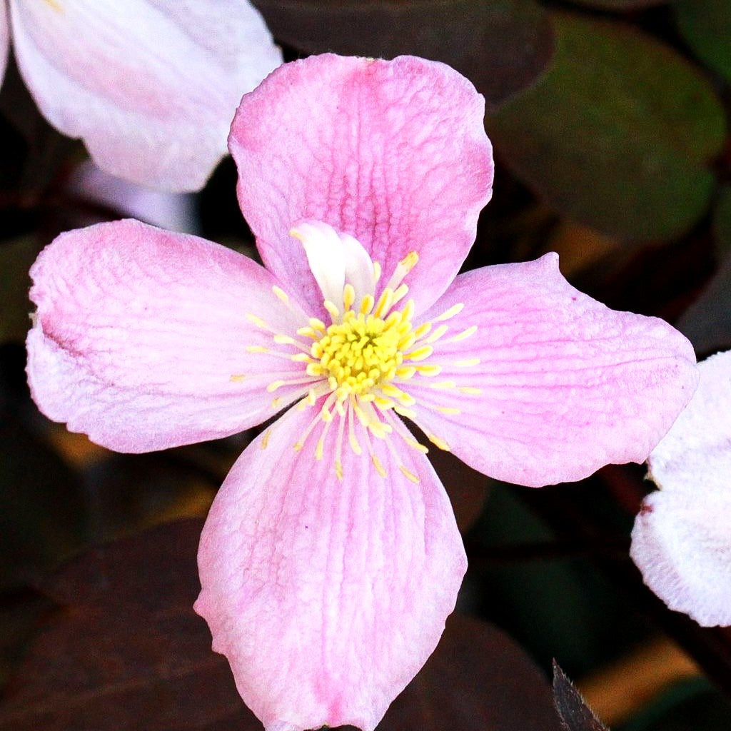 Berg-Waldrebe 'Tetrarose' (Clematis montana)
