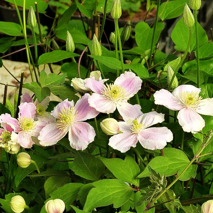 Berg-Waldrebe 'Tetrarose' (Clematis montana)