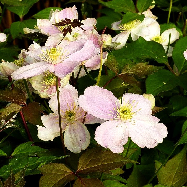 Berg-Waldrebe 'Tetrarose' (Clematis montana)