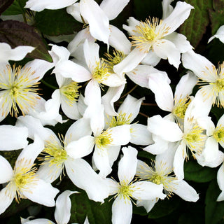 Berg-Waldrebe 'Wilsonii' (Clematis montana)