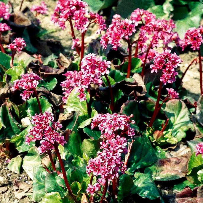 Bergenie 'Abendglut' (Bergenia cordifolia)