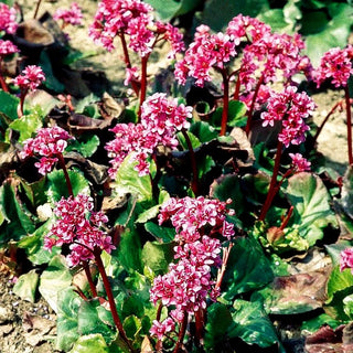 Bergenie 'Abendglut' (Bergenia cordifolia)