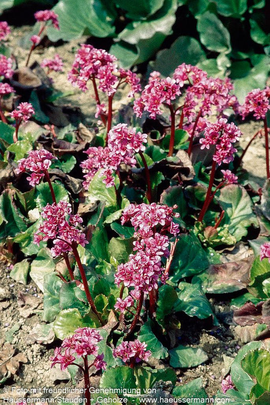 Bergenie 'Abendglut' (Bergenia cordifolia)