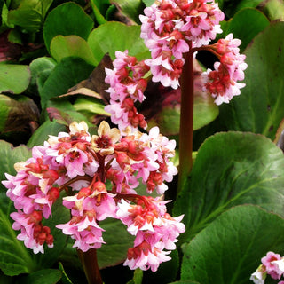 Bergenie 'Baby Doll' (Bergenia cordifolia)