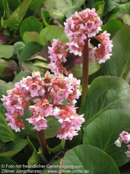 Bergenie 'Baby Doll' (Bergenia cordifolia)