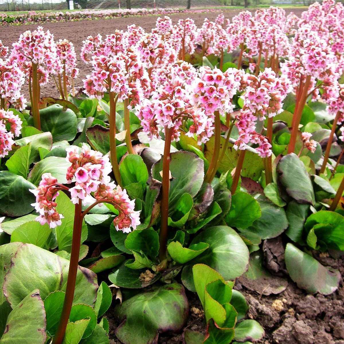 Bergenie 'Baby Doll' (Bergenia cordifolia)
