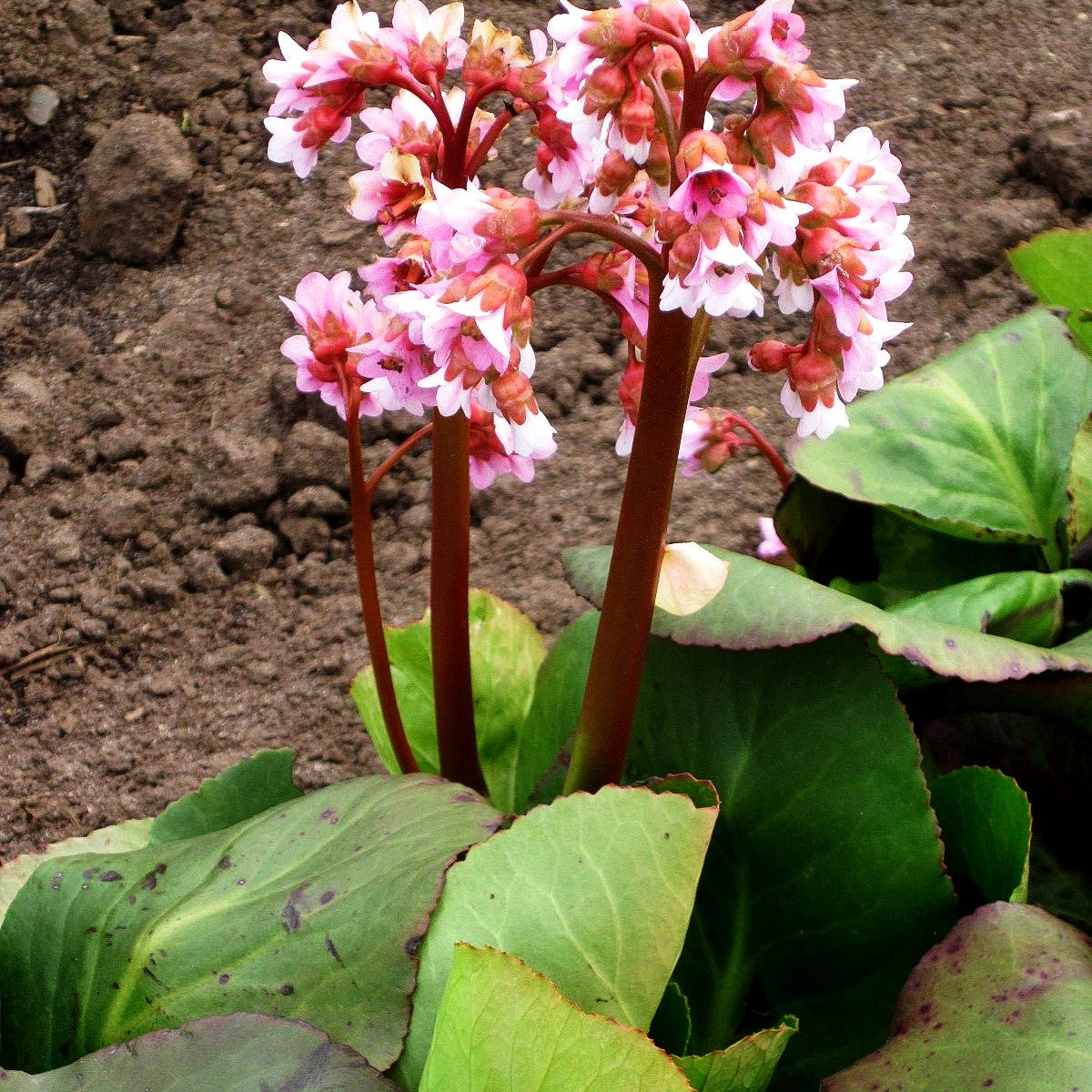 Bergenie 'Baby Doll' (Bergenia cordifolia)