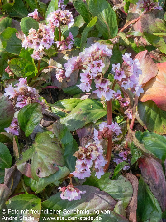 Bergenie 'Biedermeier' (Bergenia cordifolia)
