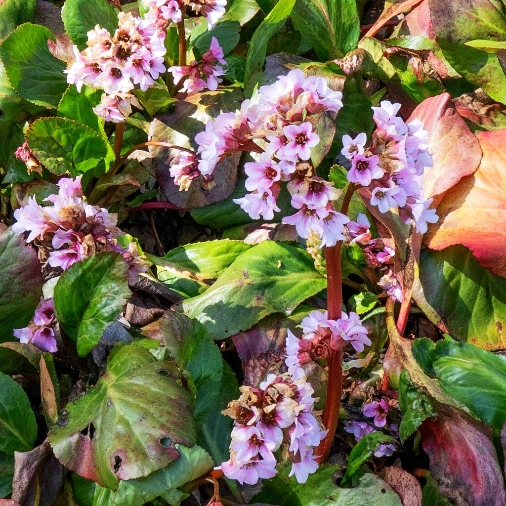 Bergenie 'Biedermeier' (Bergenia cordifolia)