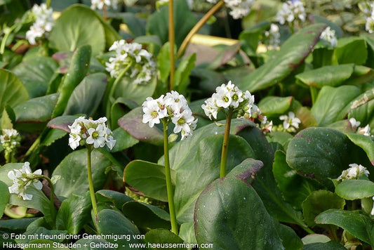 Bergenie 'Bressingham White' (Bergenia cordifolia)