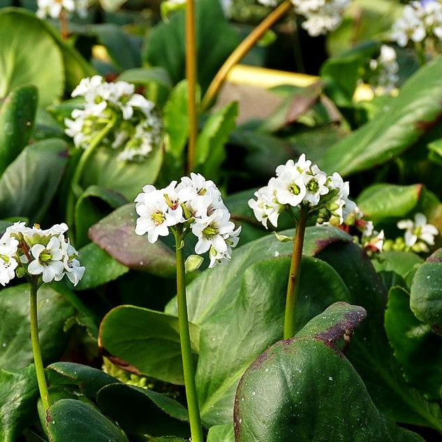 Bergenie 'Bressingham White' (Bergenia cordifolia)