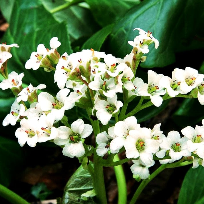 Bergenie 'Bressingham White' (Bergenia cordifolia)