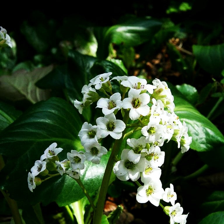 Bergenie 'Bressingham White' (Bergenia cordifolia)