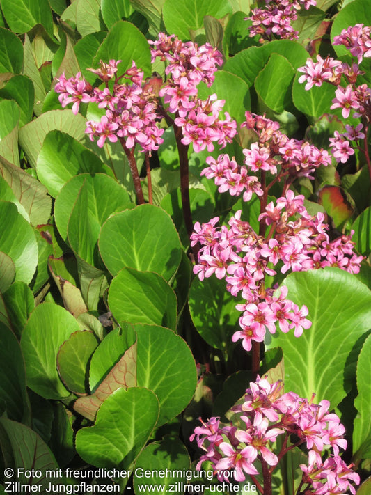 Bergenie 'David' (Bergenia cordifolia)
