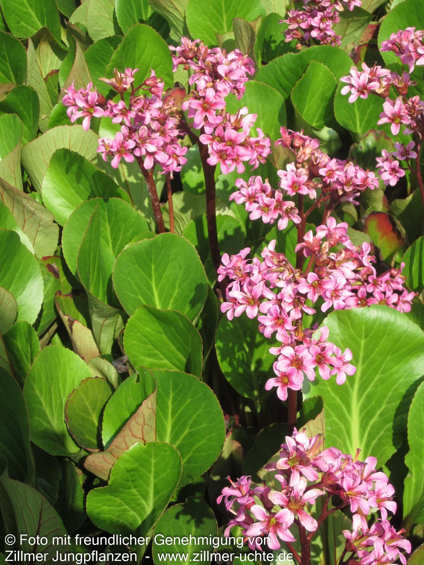 Bergenie 'David' (Bergenia cordifolia)