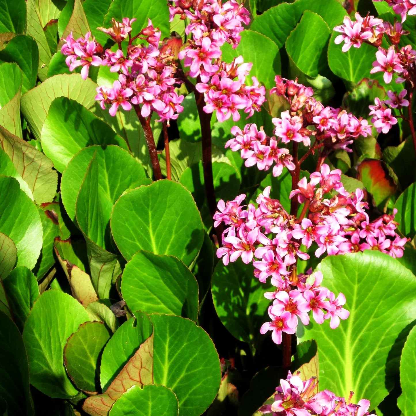 Bergenie 'David' (Bergenia cordifolia)