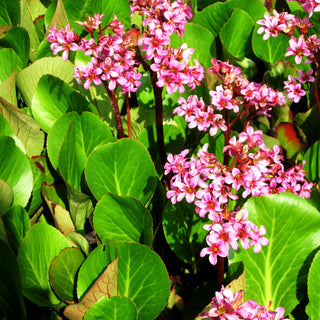 Bergenie 'David' (Bergenia cordifolia)