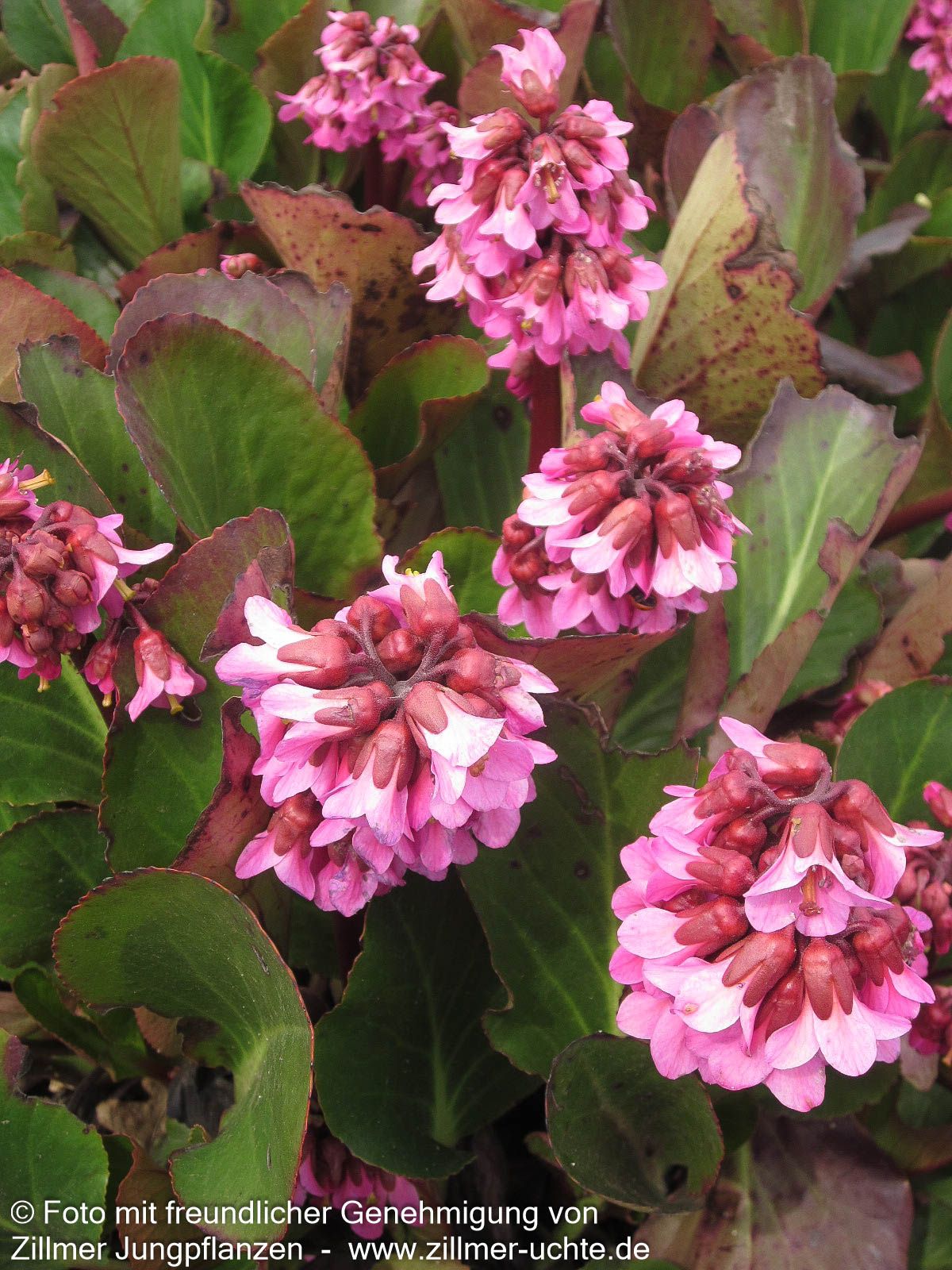 Bergenie 'David' (Bergenia cordifolia)