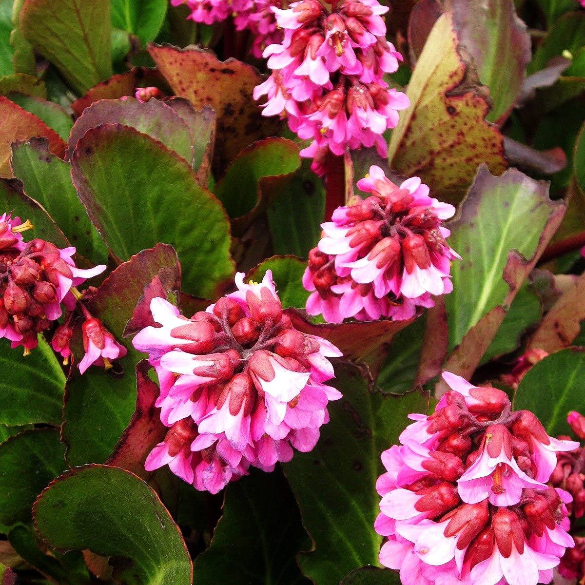 Bergenie 'David' (Bergenia cordifolia)