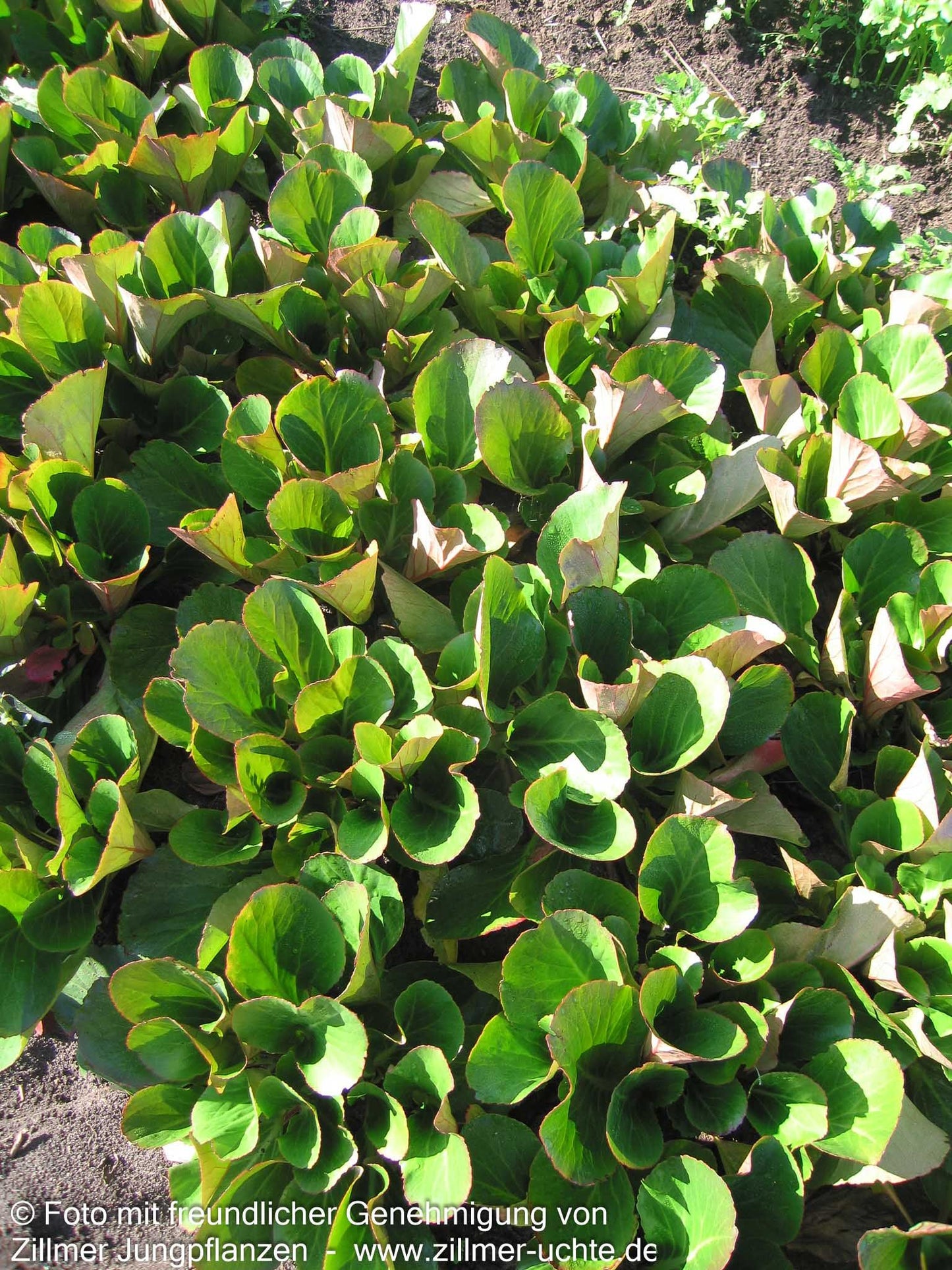 Bergenie 'David' (Bergenia cordifolia)
