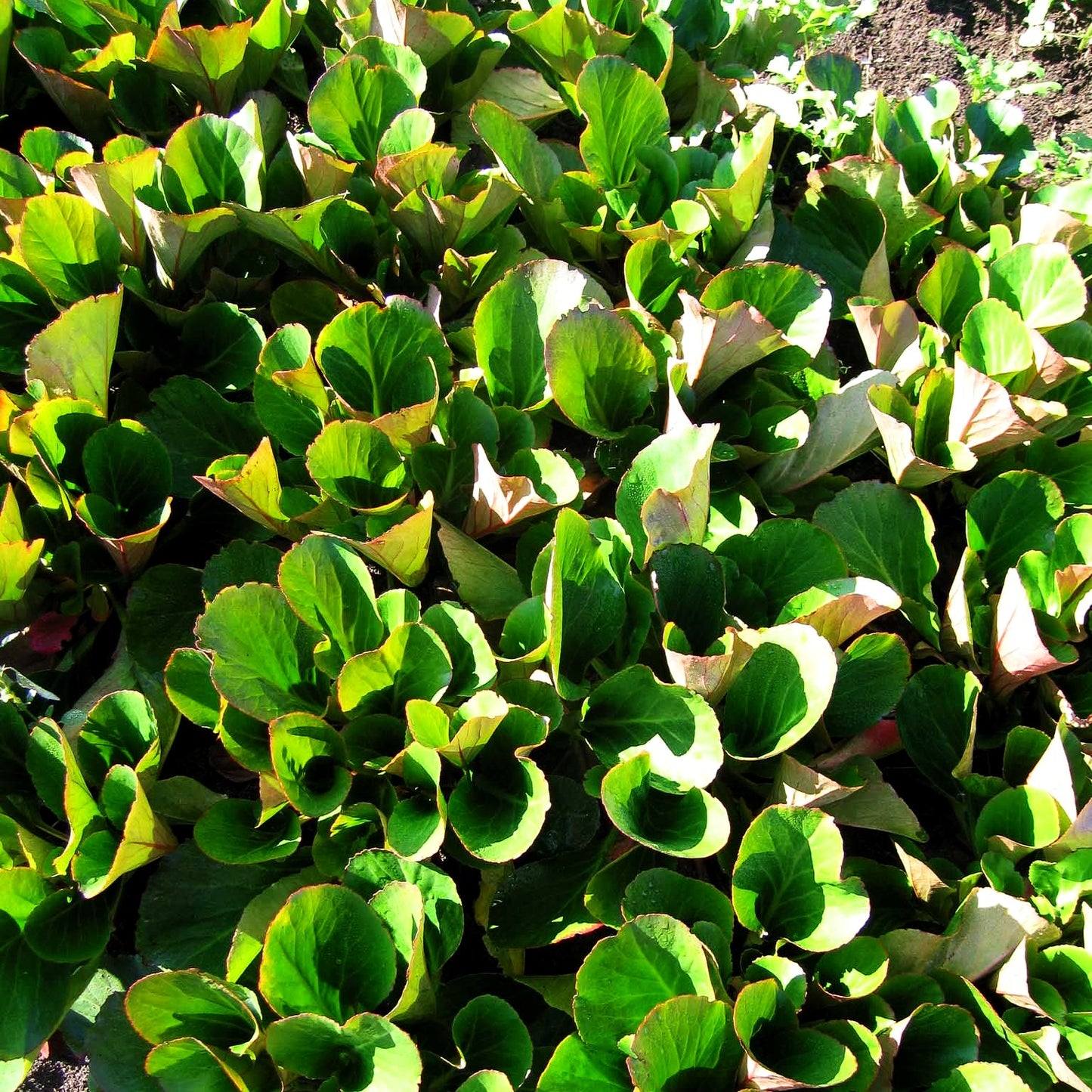 Bergenie 'David' (Bergenia cordifolia)