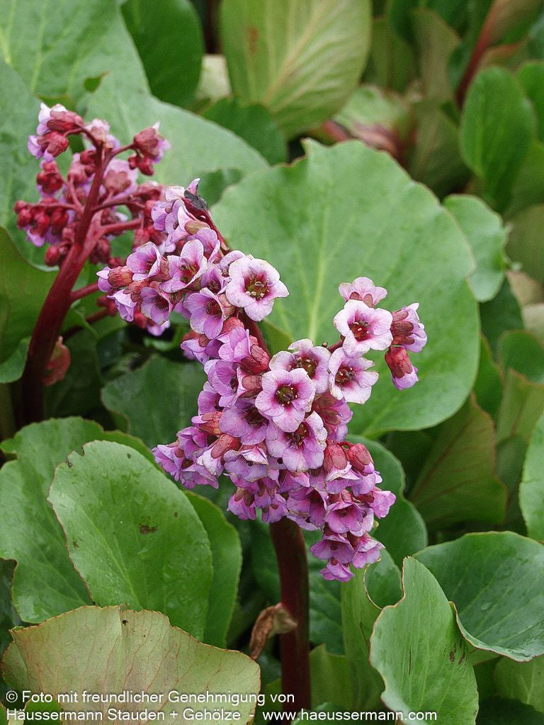 Bergenie 'David' (Bergenia cordifolia)