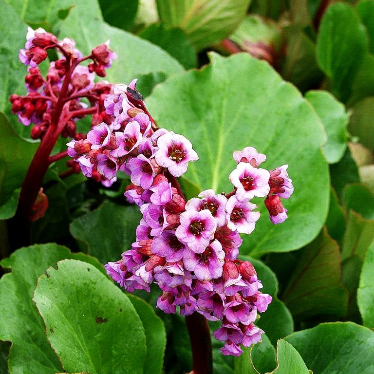 Bergenie 'David' (Bergenia cordifolia)