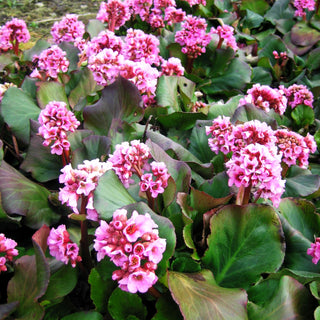 Bergenie 'Herbstblüte' (Bergenia cordifolia)