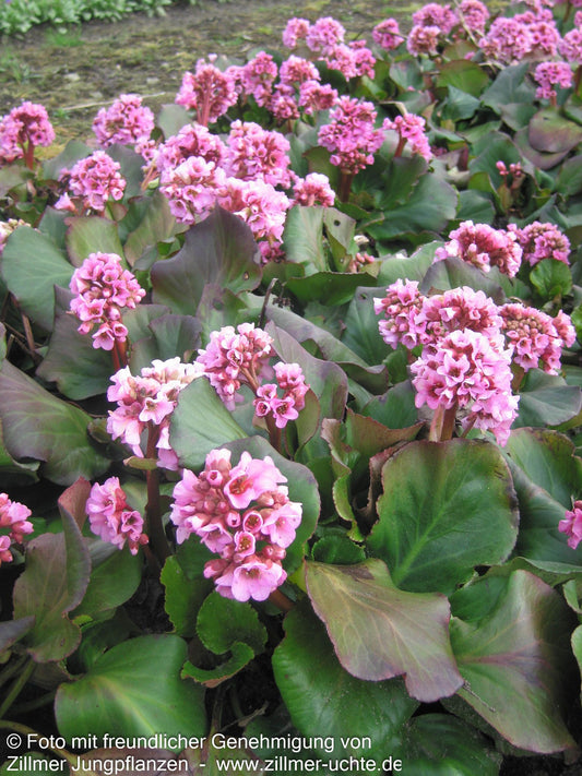 Bergenie 'Herbstblüte' (Bergenia cordifolia)